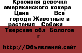 Красивая девочка американского кокера › Цена ­ 35 000 - Все города Животные и растения » Собаки   . Тверская обл.,Бологое г.